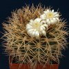 Gymnocalycium_hamatum